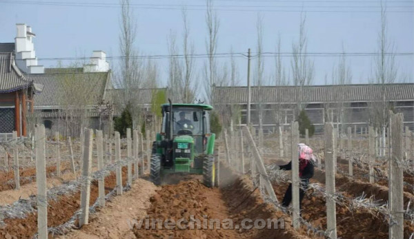 2016 Vineyard Report(8)Eastern Foot of Helan Mountain:Spring Vine Festival Kicks Off Growing Season