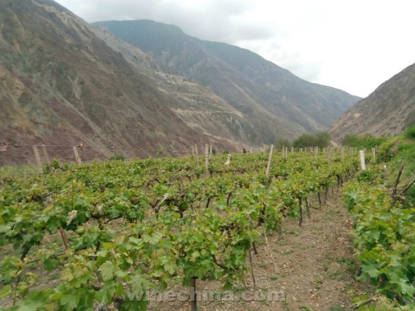2016 Vineyard Report (10) Yunnan Deqin region