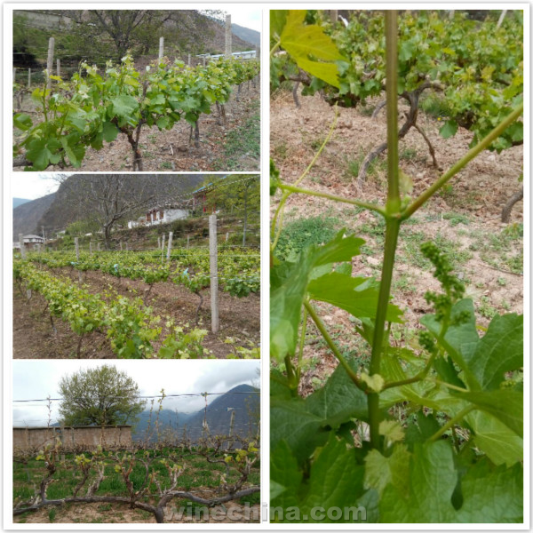 2016 Vineyard Report (10) Yunnan Deqin region