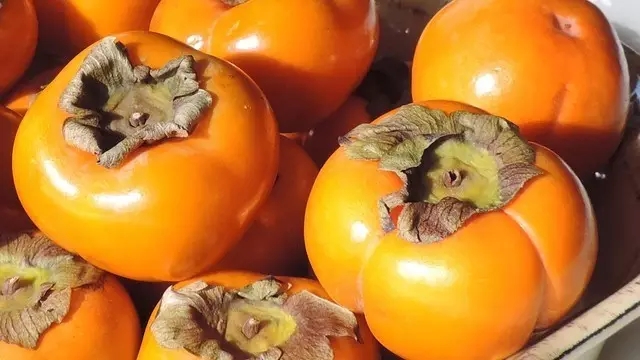 山上柿子成熟度 20160428120735827.jpg