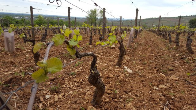 Serious Frosts Hit Burgundy