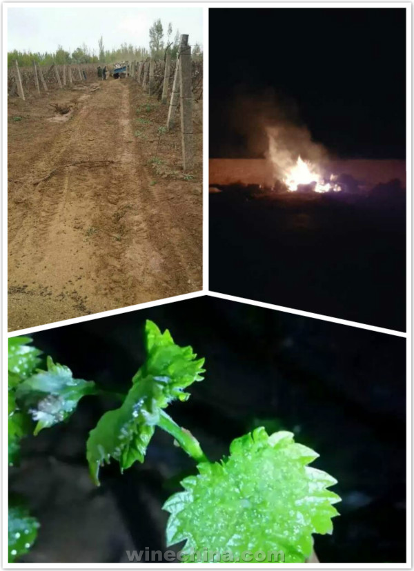 2016 Vineyard Report (11) Hexi Corridor:Narrowly Escaped from Late Frost