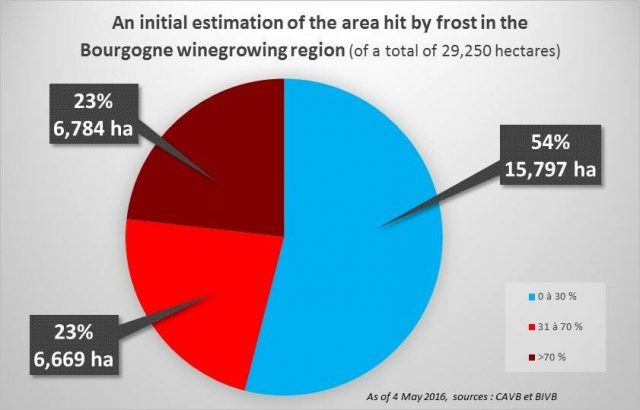 40% of Burgundy Affected By Frost 