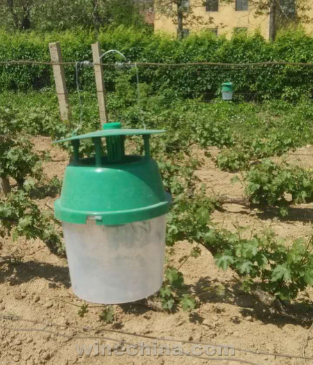 朗格斯酒庄使用害虫诱捕器治理葡萄园
