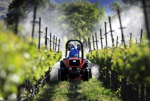 UK Vineyards Close To Amber Warning Over Pesticides