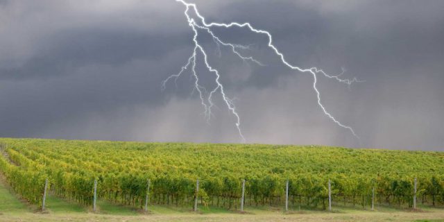 Hail Wreaks Havoc In Chablis,Cognac and Beaujolais