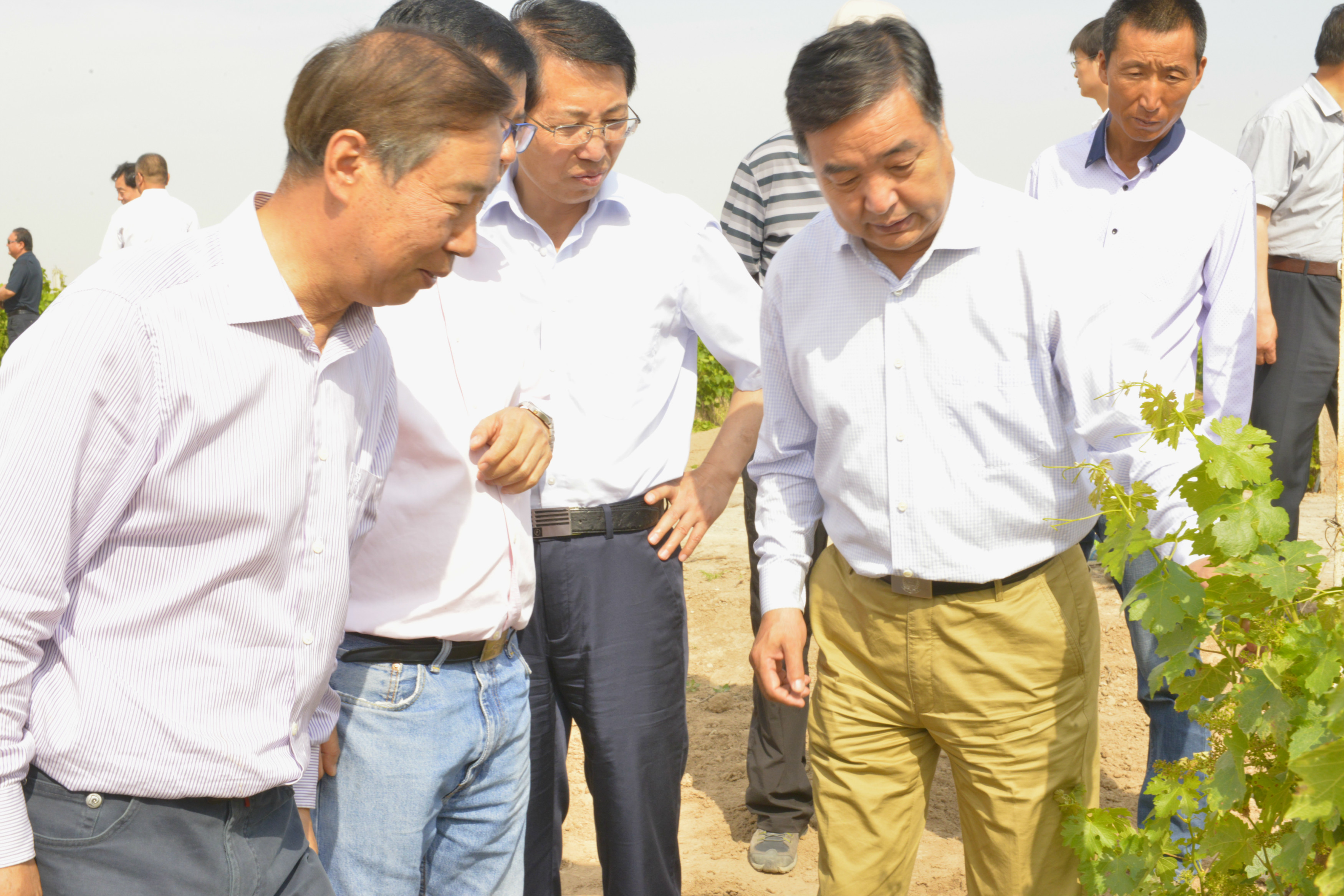 宁夏免埋土酿酒葡萄种植推广现场会在宁夏农垦召开