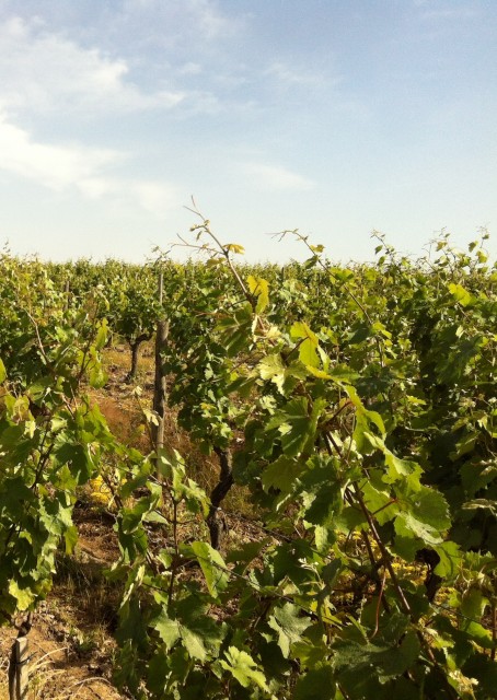 Frost Wipes Out Up To 30% Of Loire Harvest 