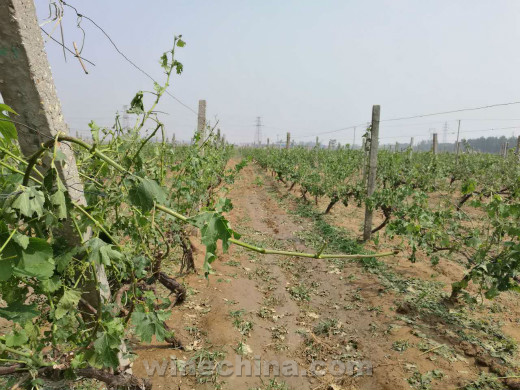 2016 Vineyard Report (14)Sudden Hail Hit Qing Huangdao Region
