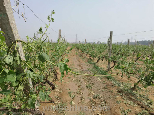 2016 Vineyard Report (14)Sudden Hail Hit Qing Huangdao Region 