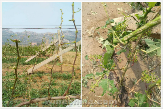 2016 Vineyard Report (14)Sudden Hail Hit Qing Huangdao Region 