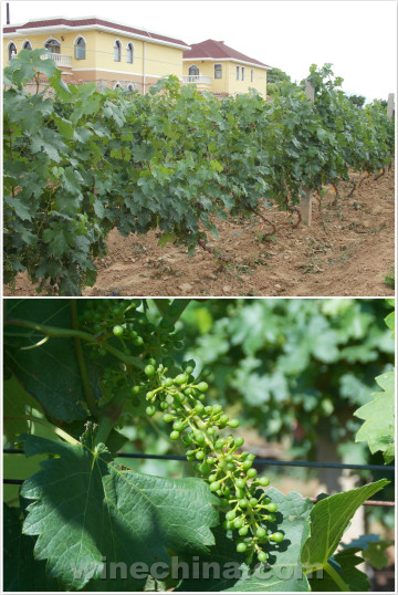 2016 Vinyeard Report(15)Yanhuai Valley:Grapes are growing very well