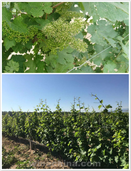 2016 Vinyeard Report(15)Yanhuai Valley:Grapes are growing very well