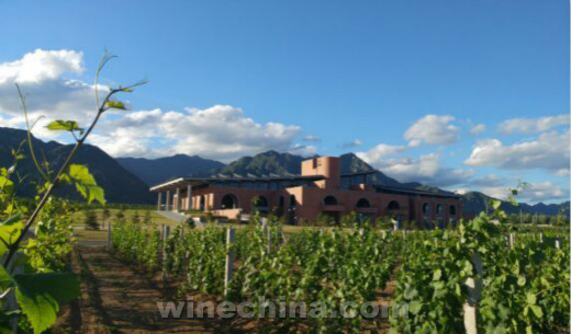 2016 Vinyeard Report(15)Yanhuai Valley:Grapes are growing very well