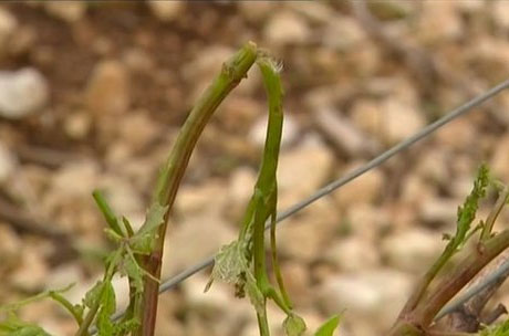 Beaujolais crus ravaged by heavy hail storm