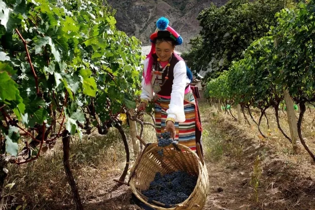 吴水林：在世界一流葡萄酒的行列中，香格里拉不会再缺席