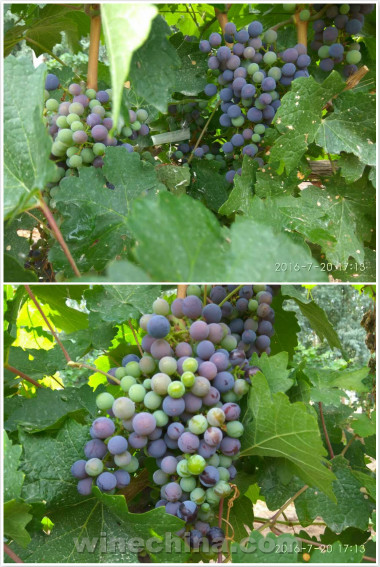 2016葡萄园报告(20)葡萄进入关键生长期 注意天气状况
