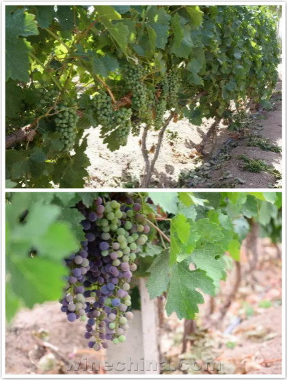 2016葡萄园报告(20)葡萄进入关键生长期 注意天气状况