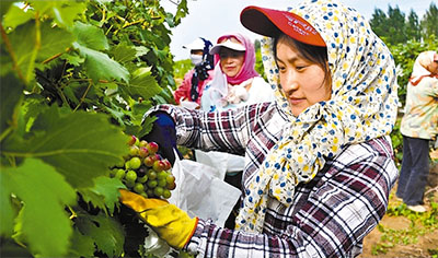 乌海葡萄旅游观光采摘势头良好