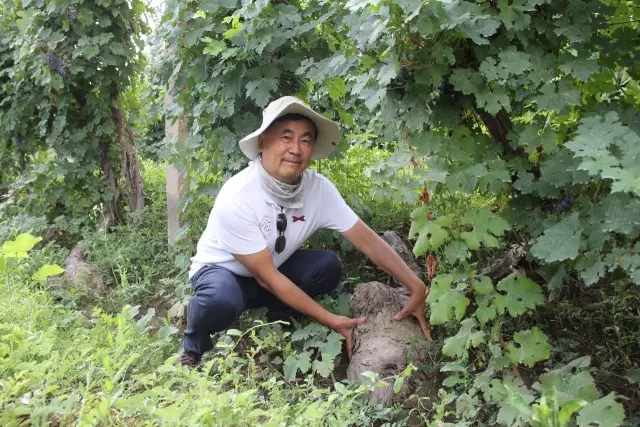 “重走丝绸之路”新疆篇｜许志良透露楼兰酒庄8月底挂牌新三板