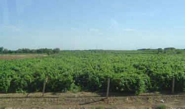吐鲁番打造百亿元葡萄及葡萄酒产业 