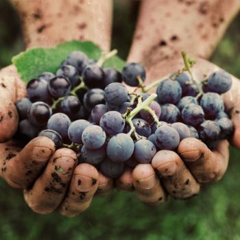 Scientists Say ECO-Wine Does Taste Better Than Regular Wine