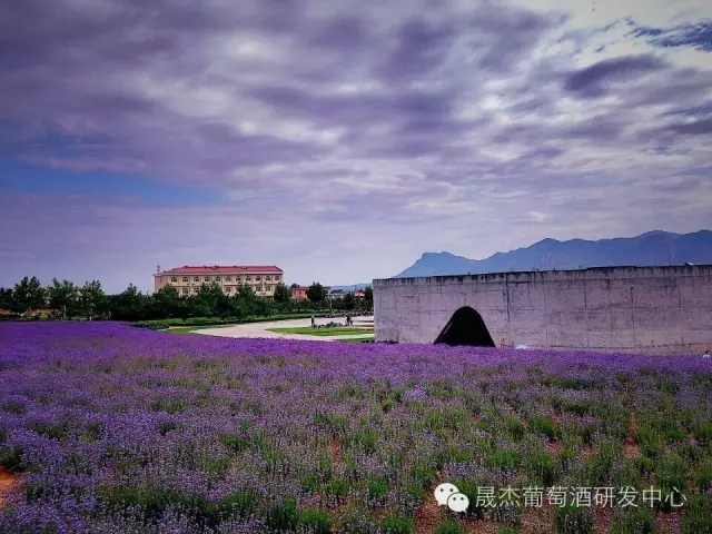 秦皇岛市晟杰葡萄酒产业研究发展中心举办“实验基地”揭牌仪式