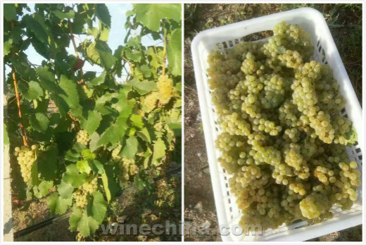 Xinjiang Chateau Guofei kicks Off 2016 Vintage harvest 