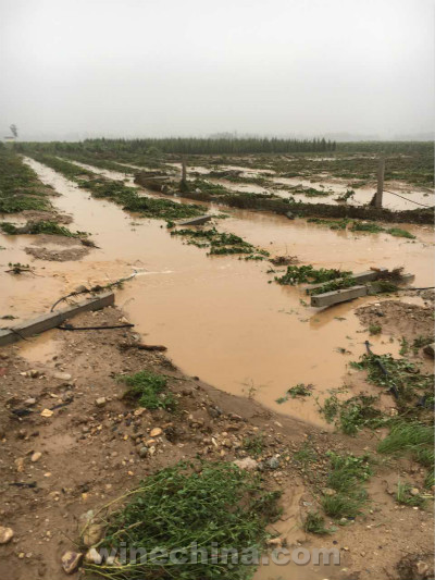 2016 Vineyard Report (21) Flash Floods Hit Ningxia Vineyards