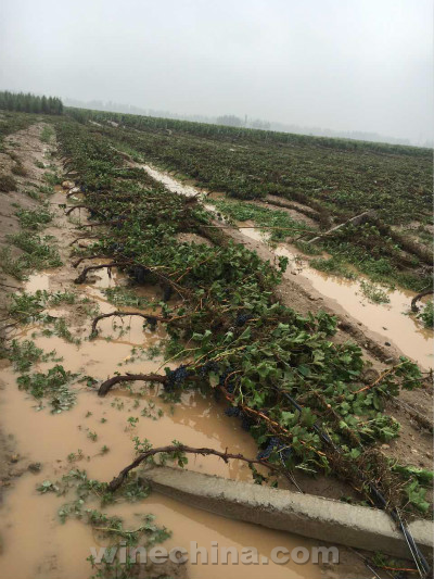 2016 Vineyard Report (21) Flash Floods Hit Ningxia Vineyards