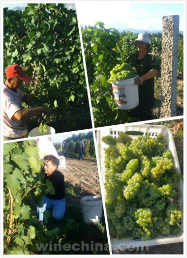 湖南川渝商会醉美新疆行开启