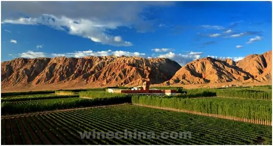 Video:Take you to Xinjiang Wine Regions