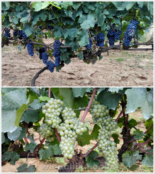 2016 Vineyard Report(22) Qinhuangdao Region: Grape's veraison good 