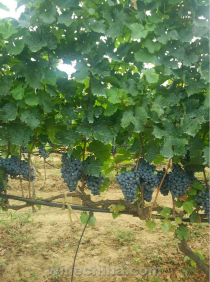 2016 Vineyard Report(22) Qinhuangdao Region: Grape's veraison good 