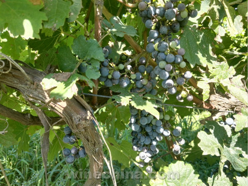 2016 Vineyard Report(22) Qinhuangdao Region: Grape's veraison good 