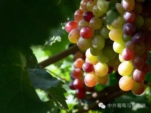 细说玫瑰香之昌黎:玫瑰香的古老产区