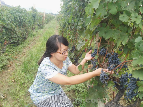中国酿酒师风采录(136)王莉:技无终点 学无止境