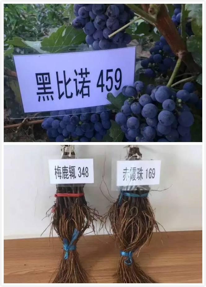 宁夏脱毒葡萄苗木“搭乘”天宫二号开启太空漫游