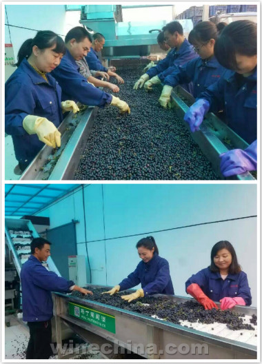 2016葡萄园报告(27)北京及延怀河谷产区:河北怀来、北京房山陆续开始采收
