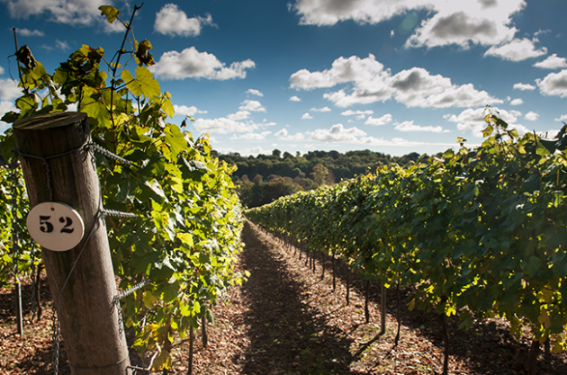 Autumn sun brings hope for English wines 2016 harvest
