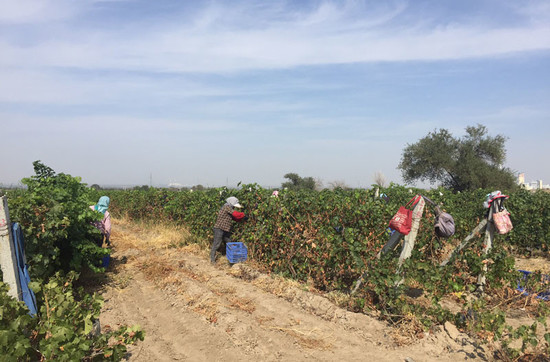 Xinjiang harvest 2016: A mixed success