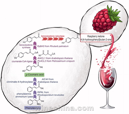 合成生物学给葡萄酒行业带来的挑战和机遇