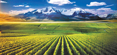 世界55个产区葡萄酒进驻宁夏市场
