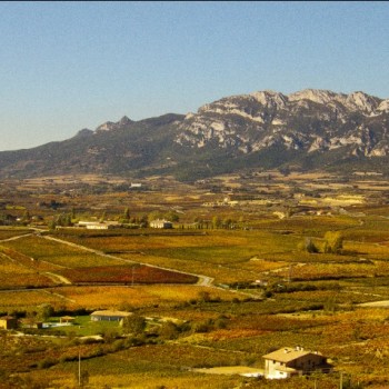 Rioja Harvest:'Exceptional'Quality And Quantity 