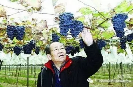 修德仁:结缘葡萄五十年