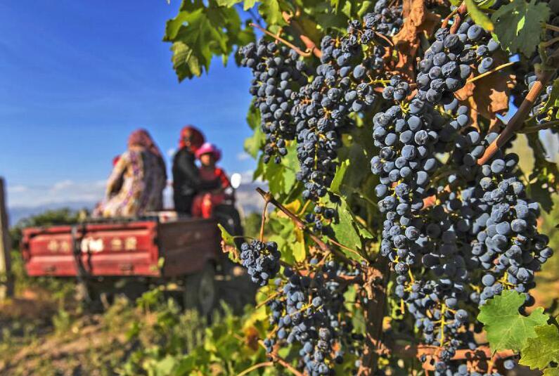 解码新疆葡萄酒产业发展之路