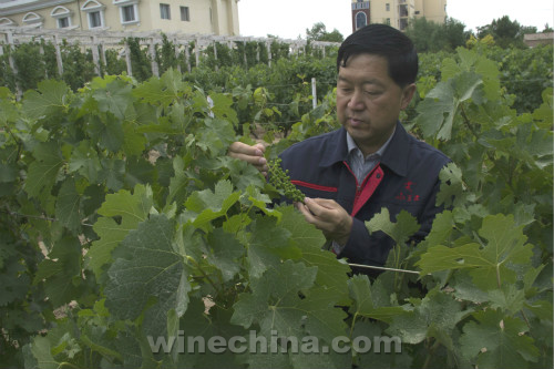 2016中国优质葡萄酒挑战赛评委公布