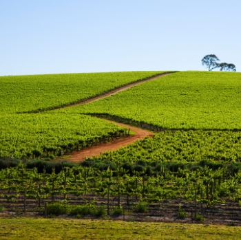 Chinese Winery's Plan For Australia Faces Delay