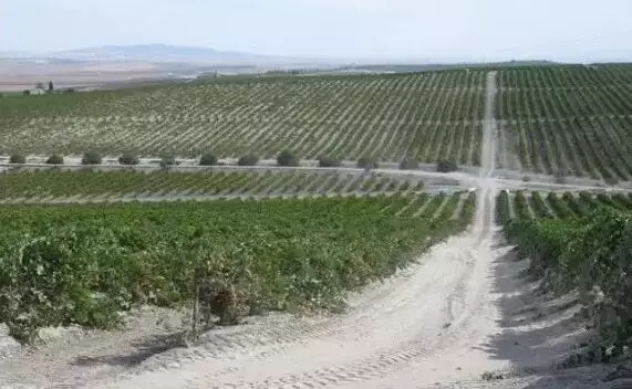 “白垩土”的地域风情
