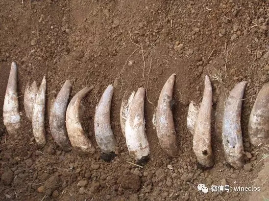 关于根日和果日并不能影响葡萄酒的口感的结论引起众多争论
